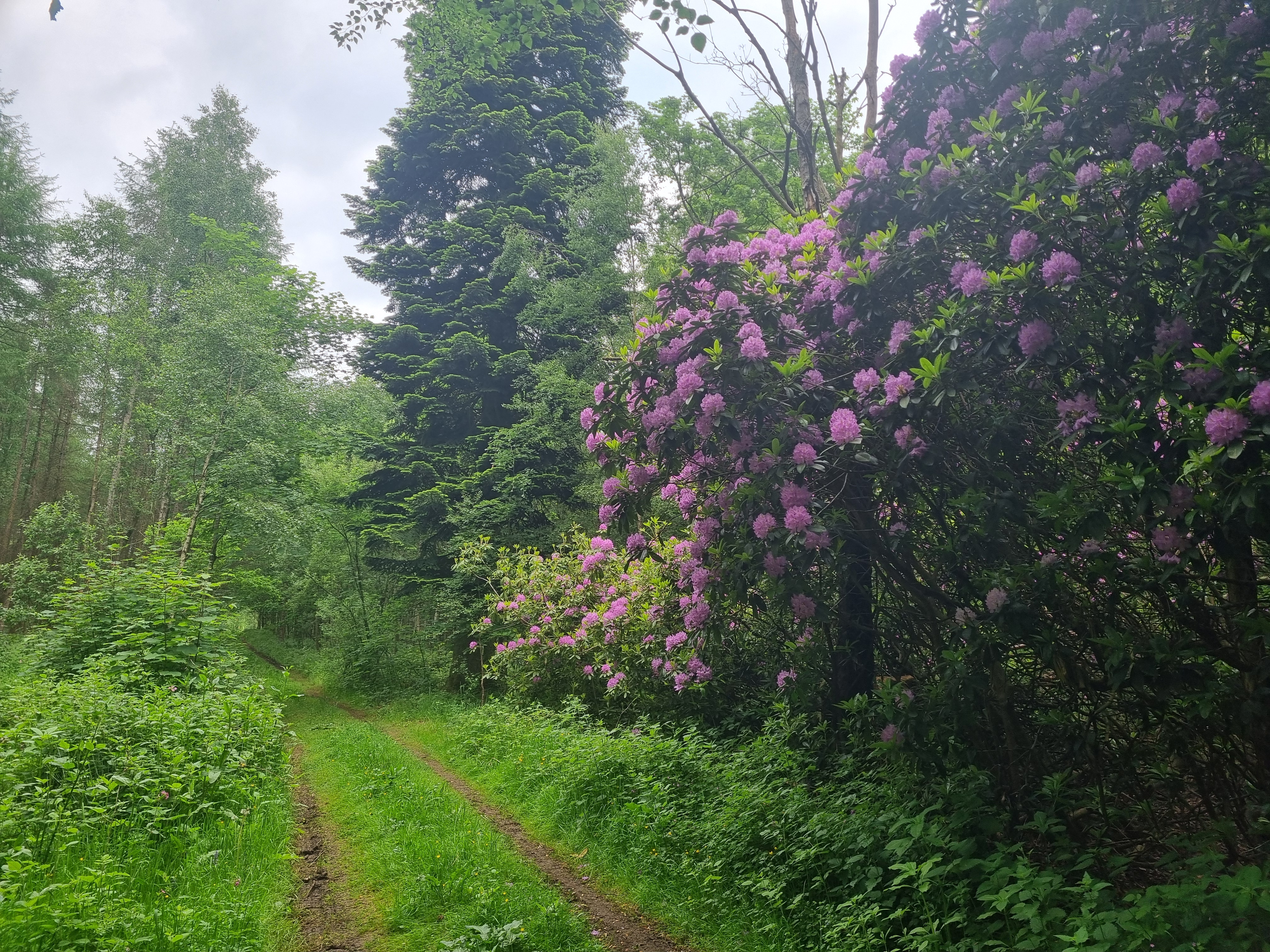 A grassy forest path winding past rhododendrons in bloom among tall green trees